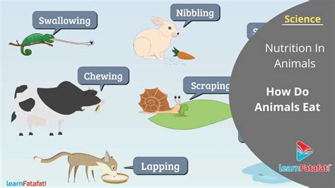 how are animals similar to the food they eat
